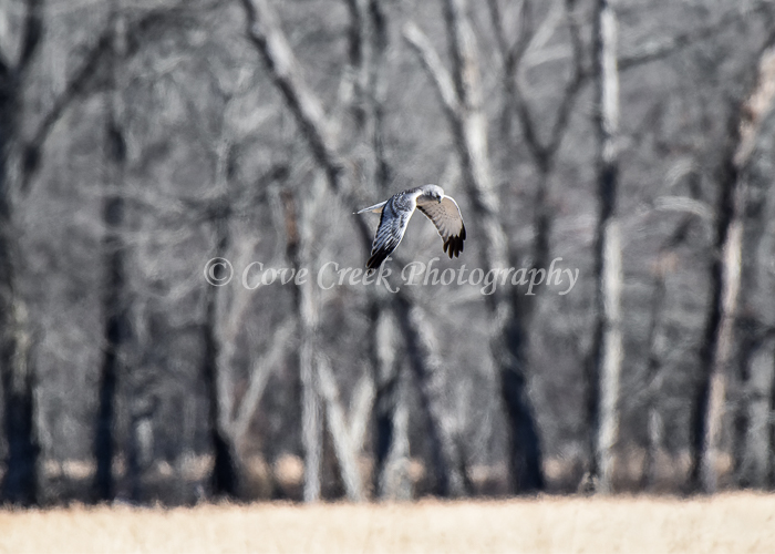 Northern Harrier Gray Ghost