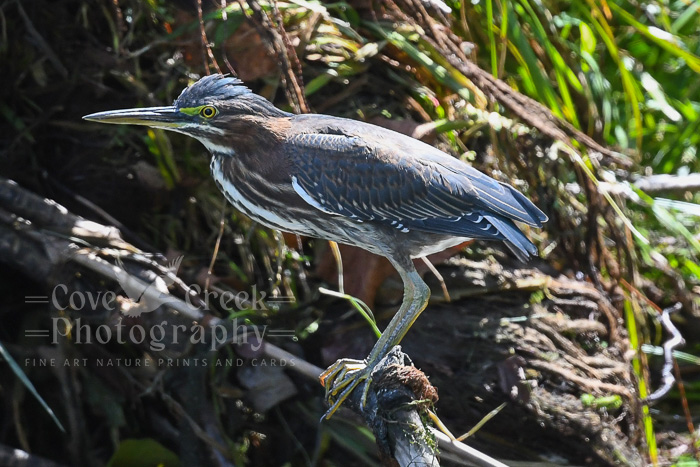 Green Heron (Butorides virescens) photographed by T. Spratt at Cove Creek Photography.