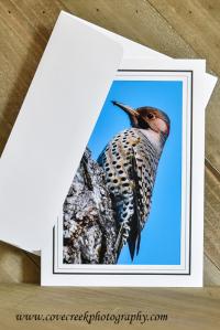 Bird Photography Greeting Card