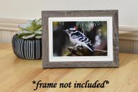 Downy Woodpecker Photo Greeting Card