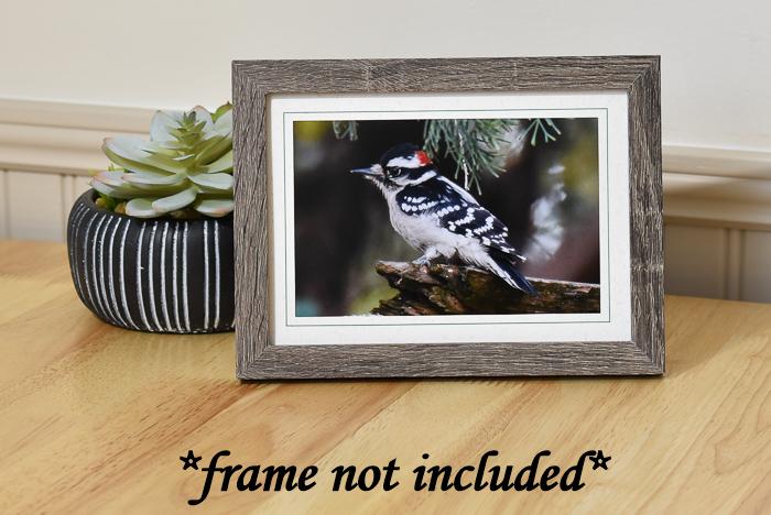 Downy Woodpecker Photo Greeting Card