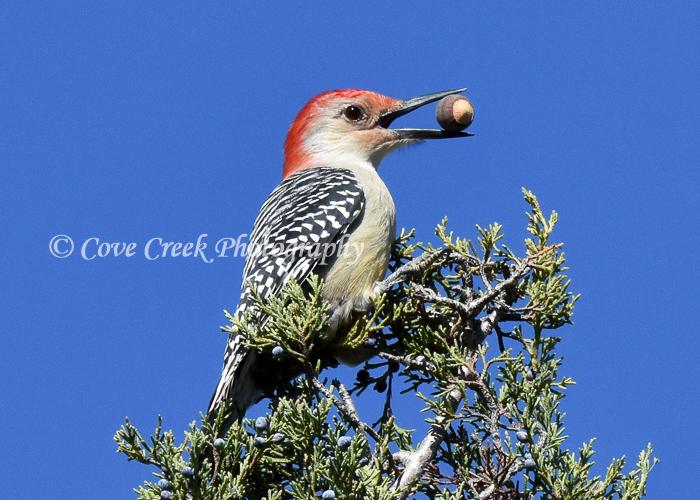 Nature Photo Card: Red-bellied Woodpecker