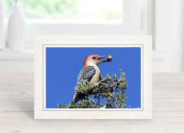 Nature Photo Card: Red-bellied Woodpecker