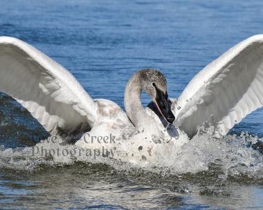 Wildlife Photography Giclée Print of Trumpter Swan Cygnet 