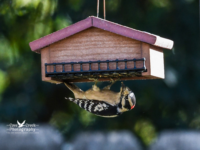 A male downy woodpecker on an upside down suet feeder.
