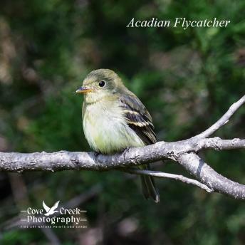 An acadian flycatcher in Harrison County, Kentucky in September 2024.