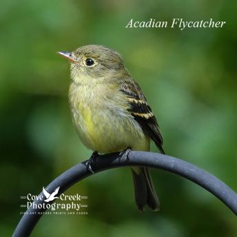 An acadian flycatcher perched at the edge of an herb garden. Image by Cove Creek Photography.