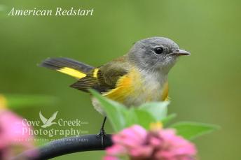 A female American redstart in a dahlia garden captured by Cove Creek Photography.