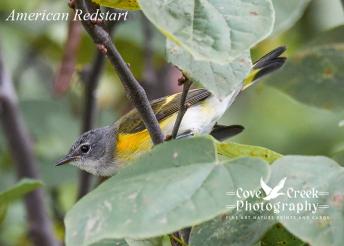 An image of a female American redstart in a redbud tree during fall migration 2024 in Kentucky.