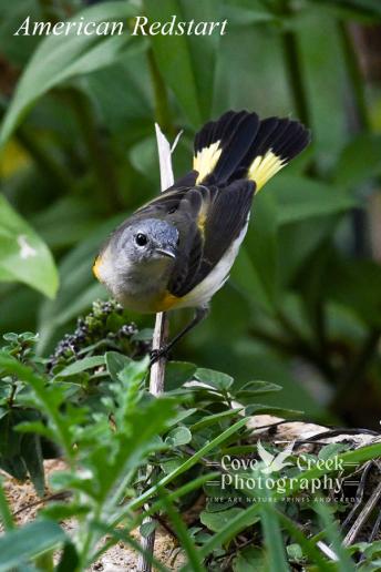 A female American redstart photographed in September 2024 in Harrison County, Kentucky.