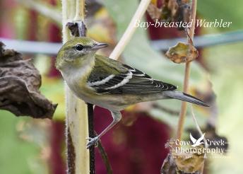 A bay-breasted warbler photographed in Harrison County, Kentucky during fall migration 2024.