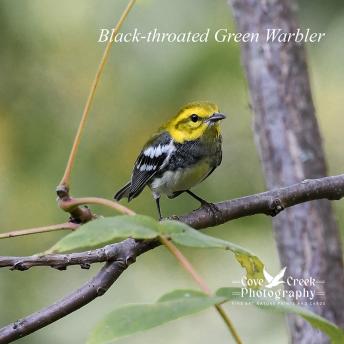A black-throated green warbler photographed during fall migration 2024 in Kentucky.