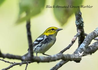 A image of a black-throated green warbler captured in Kentucky by Cove Creek Photography.