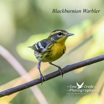 Am image of a blackburnian warbler in Kentucky during fall migration 2024.