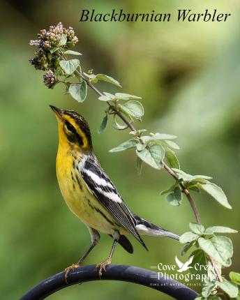 A blackburnian warbler under an oregano stem captured by Cove Creek Photography.