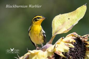 A male blackburnian warbler on a fading sunflower in the fall of 2024.