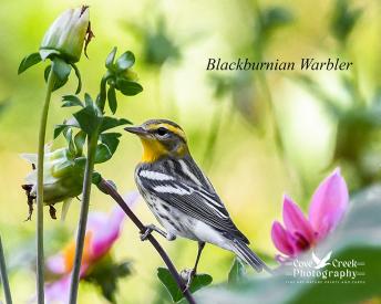 A female blackburnian warbler in a dahlia garden in Harrison County, Kentucky.
