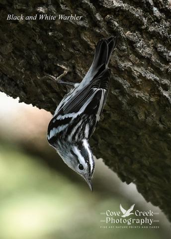 A black and white warbler captured by Cove Creek photography in fall 2024 in Kentucky.