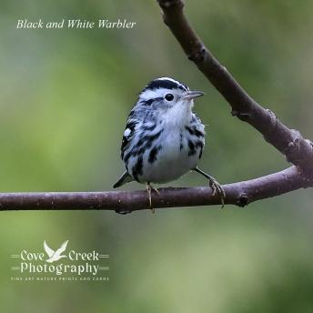 A young black and white warbler.  Image captured by Cove Creek Photography.