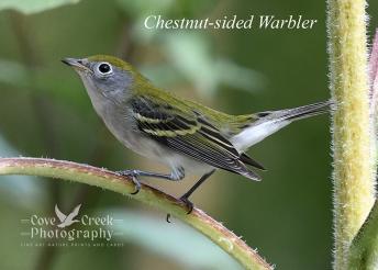 A chestnut-sided warbler in Harrison County, Kentucky during fall migration in 2024.