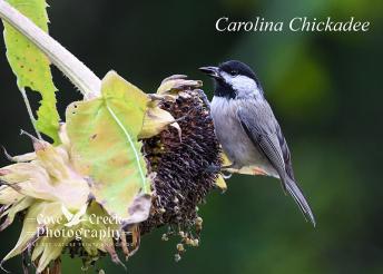 A Carolina chickadee foraging the few remaining seeds on a dying sunflower.