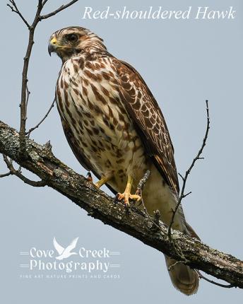 A red-shouldered hawk in Harrison County, Kentucky in fall 2024.