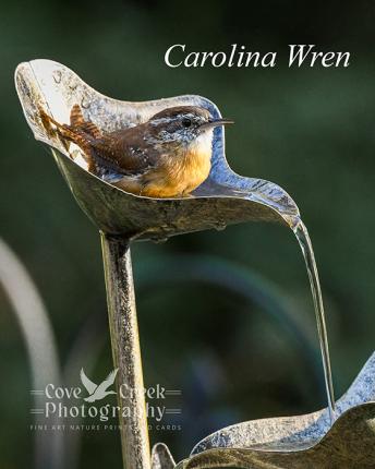 A carolina wren cooling off in a water feature.  Giclee print available at Cove Creek Photography.