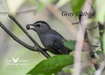 A gray catbird photographed in Harrison County, Kentucky by Cove Creek Photography.