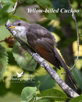 A yellow-billed cuckoo photographed in Harrison County, Kentucky by Cove Creek Photography.
