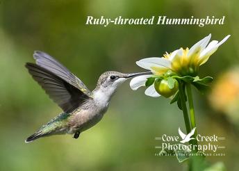 A ruby-throated hummingbird foraging in a dahlia garden.