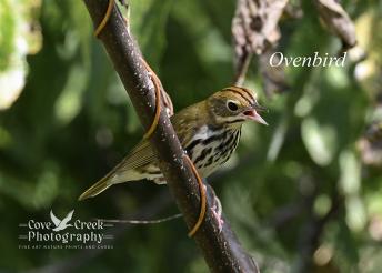 An ovenbird at the edge of a forest in Harrison County, Kentucky.