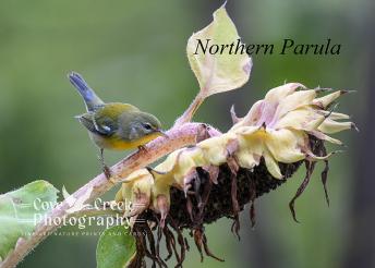 A northern parula on a fading sunflower at the end of summer. Giclee print available at Cove Creek Photography.