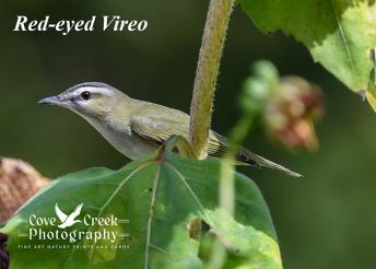 An image of a red-eyed vireo captured in the fall of 2024 by Cove Creek Photography.