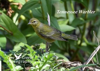 A tennessee warbler in Kentucky during fall migration in September 2024.