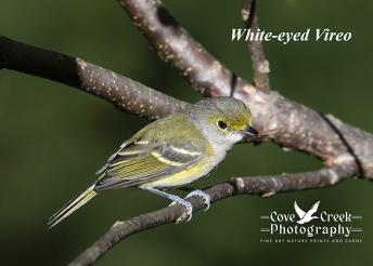 An image of a white-eyed vireo captured in Kentucky in the fall of 2024.