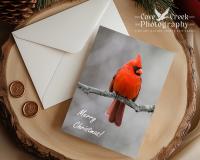 Northern cardinal perched on a branch in winter on a Christmas card available at Cove Creek Photography.