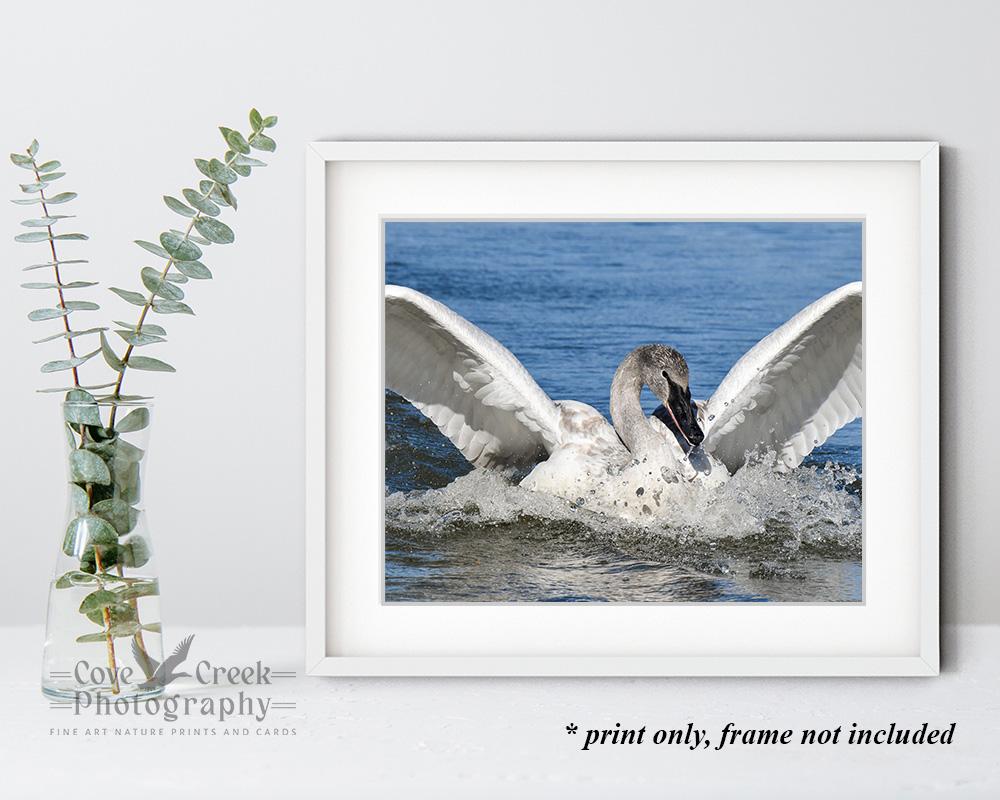 An 8 x 10 print of a swan splashing into a lake framed in white and sitting on a shelf at Cove Creek Photography.