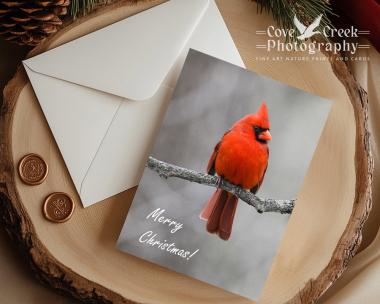 Northern cardinal perched on a branch in winter on a Christmas card available at Cove Creek Photography.