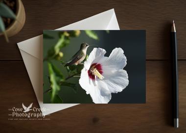 A hummingbird greeting card that can be personalized at Cove Creek Photography.