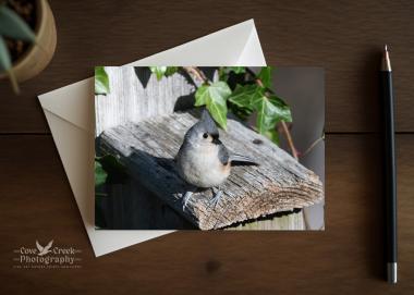 A personalized greeting card with fine photography of a tufted titmouse on a birdhouse at www.covecreekphotography.com.