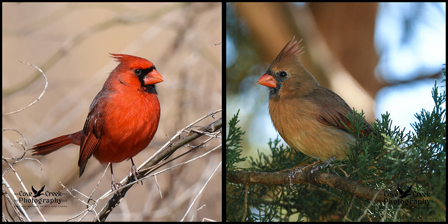 Male and Female Northern Cardinals in Arkansas
