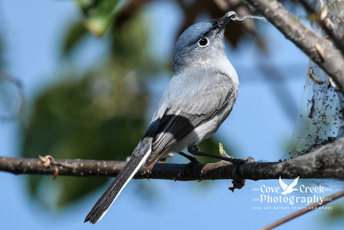 A blue-gray gnatcatcher with webs from a tent caterpillar nest photographed by Cove Creek Photography.