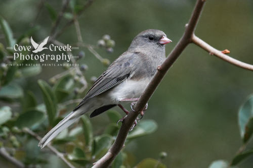 Dark-eyed Junco in Arkansas photographed by Cove Creek Photography