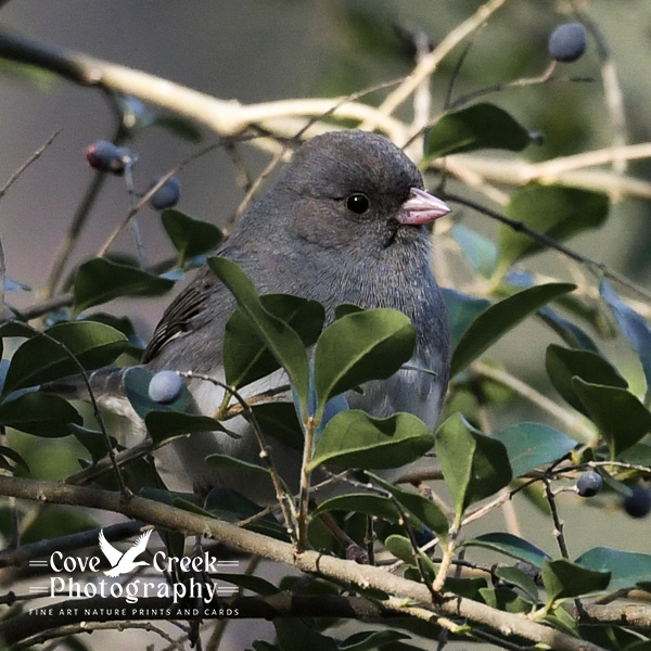 A dark-eyed junco perched in a shrub with blue berries.