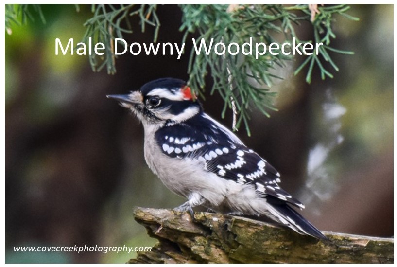 Male Downy Woodpecker