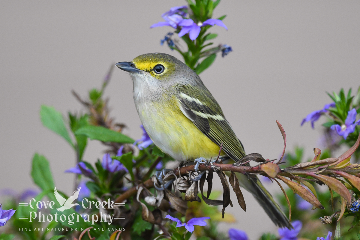 A white-eyed vireo photographed by T. Spratt at Cove Creek Photography.