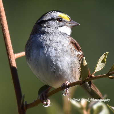 White-throated Sparrow