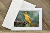 Bird Photography Card