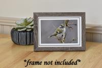 Bird Photography Greeting Card: Golden-crowned Kinglet