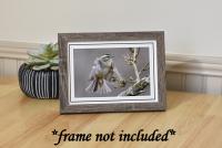 Bird Photographic Art Card: Golden-crowned Kinglet